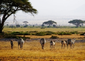 出海非洲肯尼亚——非洲经济舞台上的潜在黑马